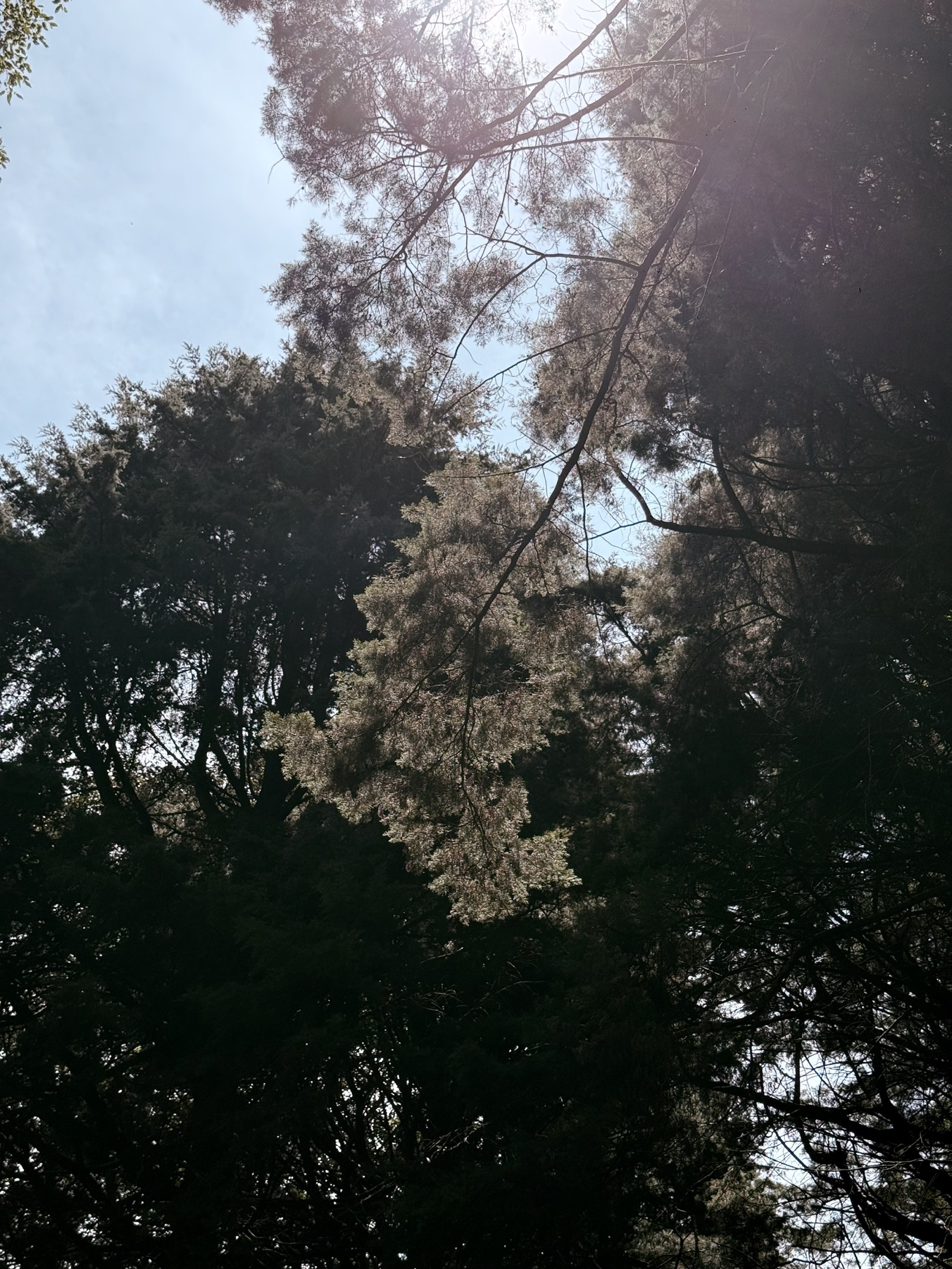 Copas de árboles vistas desde abajo con luz filtrándose entre las ramas.